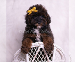 Small Photo #61 Poodle (Toy) Puppy For Sale in WARSAW, IN, USA