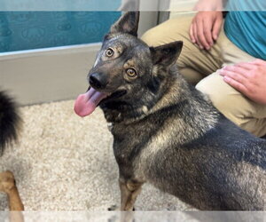 Norwegian Elkhound Dogs for adoption in Pueblo, CO, USA