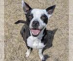 Small #3 American Pit Bull Terrier Mix