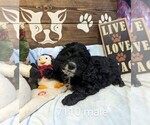 Small Photo #1 Cockapoo Puppy For Sale in CLARE, IL, USA