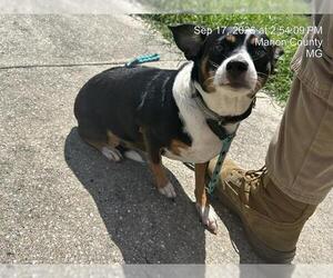 Chihuahua-Unknown Mix Dogs for adoption in Ocala, FL, USA