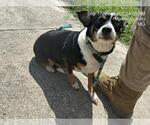 PANDA - Female Chihuahua-Unknown Mix Dog for Adoption - Small photo