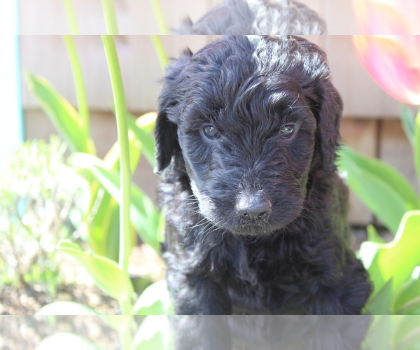 Medium Photo #1 Goldendoodle Puppy For Sale in PUYALLUP, WA, USA