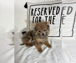 Small #1 Pomeranian