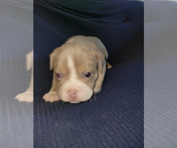 Medium Photo #5 Olde English Bulldogge Puppy For Sale in HAMLER, OH, USA