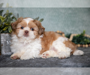 Shih Tzu Litter for sale in CLARE, MI, USA