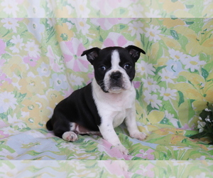 Boston Terrier-Faux Frenchbo Bulldog Mix Puppy for sale in SHILOH, OH, USA