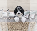 Small Photo #6 Miniature Bernedoodle Puppy For Sale in NORTH LAWRENCE, OH, USA