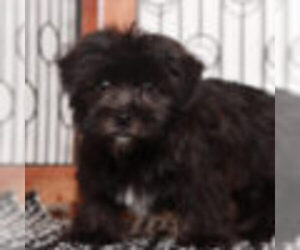 Shih Tzu-Shorkie Tzu Mix Puppy for sale in NAPLES, FL, USA