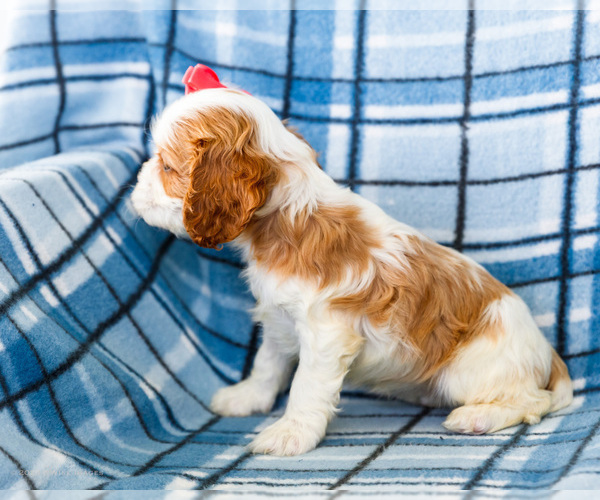 Medium Photo #33 Cockalier Puppy For Sale in WAKARUSA, IN, USA
