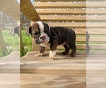 Small Photo #4 English Bulldog Puppy For Sale in SPENCER, TN, USA