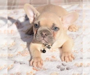 French Bulldog Puppy for sale in SOUTH HAVEN, MN, USA