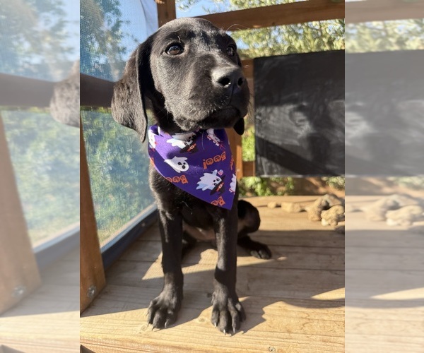 Medium Photo #2 Labrador Retriever Puppy For Sale in BEAUMONT, CA, USA