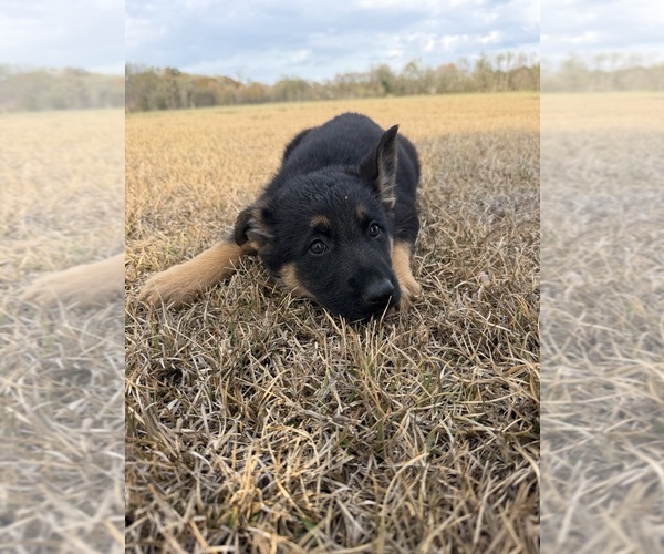 Medium Photo #3 German Shepherd Dog Puppy For Sale in GREENVILLE, NC, USA
