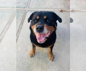 Rottweiler Dogs for adoption in Santa Barbara, CA, USA