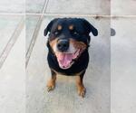 FENWAY - Male Rottweiler Dog for Adoption - Small photo