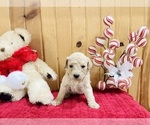 Small Photo #7 Goldendoodle Puppy For Sale in TRENTON, MO, USA
