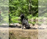 Small #2 Mutt