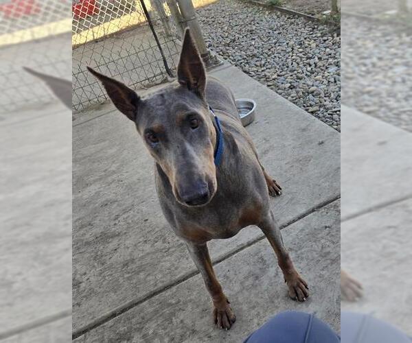Medium Photo #1 Doberman Pinscher Puppy For Sale in Sacramento, CA, USA