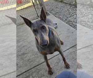 Doberman Pinscher Dogs for adoption in Sacramento, CA, USA