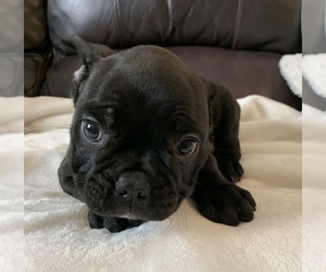 French Bulldog Puppy for sale in JOHNS ISLAND, SC, USA