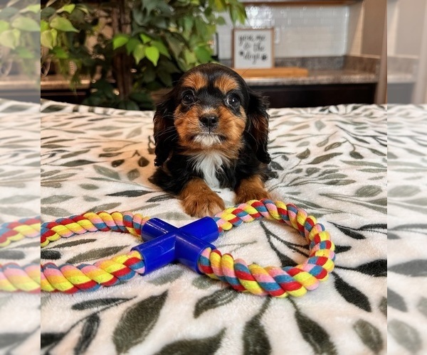 Medium Photo #4 Cavalier King Charles Spaniel Puppy For Sale in INDIANAPOLIS, IN, USA