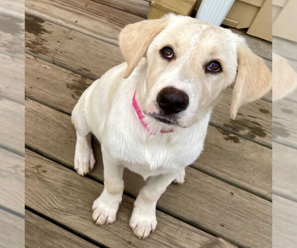 Medium Photo #2 Mutt Puppy For Sale in Canton, CT, USA