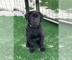 Small #3 Labrador Retriever
