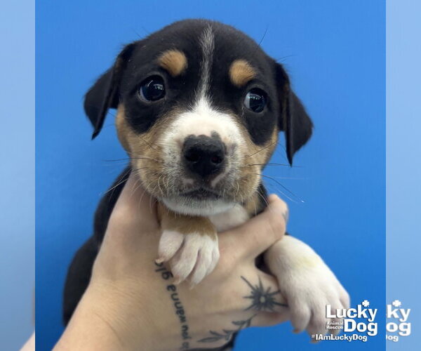 Medium Photo #1 Mutt Puppy For Sale in Washington, DC, USA