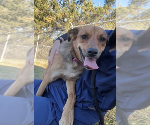 Medium Photo #8 Mutt Puppy For Sale in Bemidji, MN, USA