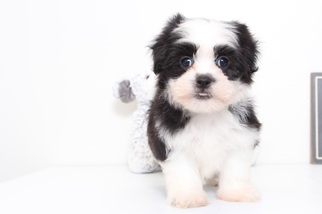 Mal-Shi Puppy for sale in MOUNT VERNON, OH, USA