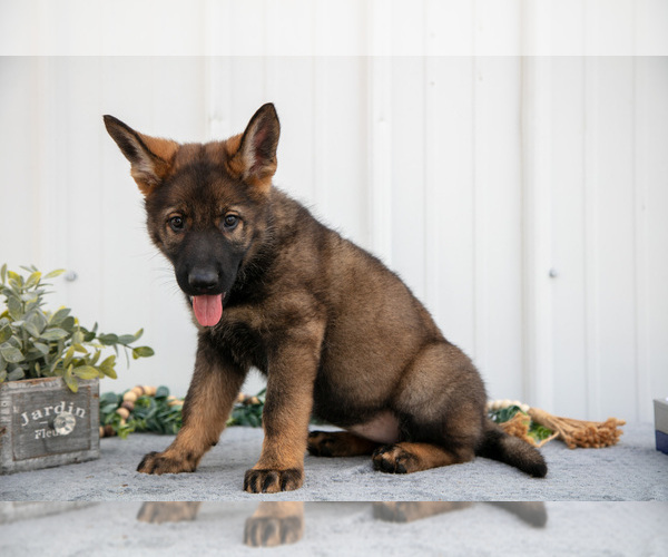 Medium Photo #5 German Shepherd Dog Puppy For Sale in SHIPSHEWANA, IN, USA