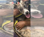 Small #3 Catahoula Leopard Dog Mix