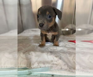 Mutt Dogs for adoption in Foristell, MO, USA