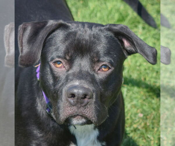 Medium Photo #1 American Staffordshire Terrier-Unknown Mix Puppy For Sale in Huntley, IL, USA