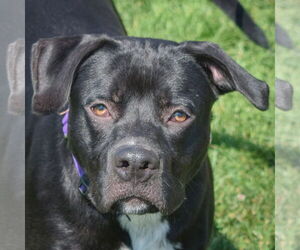 American Bulldog-American Staffordshire Terrier Mix Dogs for adoption in Huntley, IL, USA