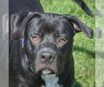 Small American Staffordshire Terrier Mix