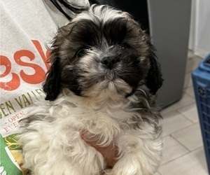 Shih Tzu Puppy for sale in RIVERVIEW, FL, USA