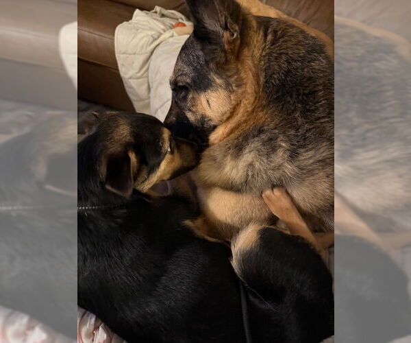 Medium Photo #6 German Shepherd Dog-Unknown Mix Puppy For Sale in Minneapolis, MN, USA