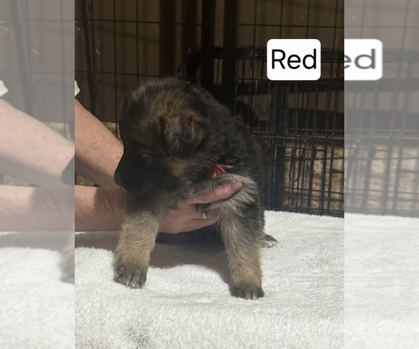Medium Photo #3 German Shepherd Dog Puppy For Sale in LA FAYETTE, NY, USA