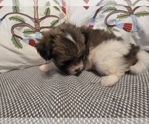 Medium Photo #7 Maltipom Puppy For Sale in HUDSON, MA, USA
