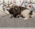 Small #6 Maltipom