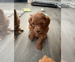 Small #7 Maltipoo