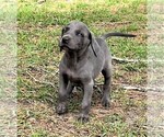 Small Photo #3 Weimaraner Puppy For Sale in DEFUNIAK SPRINGS, FL, USA