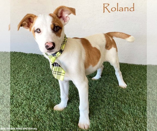 Medium Photo #1 Jack Russell Terrier-Unknown Mix Puppy For Sale in San Diego, CA, USA
