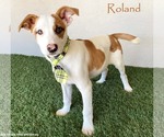 Small Jack Russell Terrier Mix