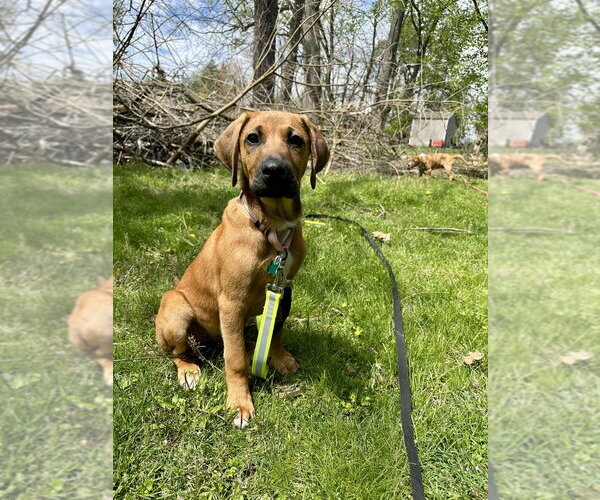 Medium Photo #2 Coonhound-Labrador Retriever Mix Puppy For Sale in Springdale, PA, USA