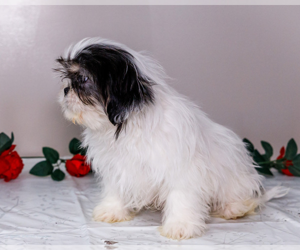 Medium Photo #6 Shih Tzu Puppy For Sale in WAKARUSA, IN, USA