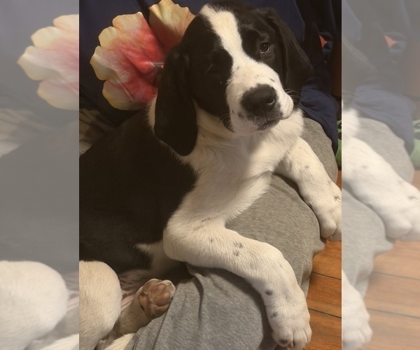 Medium Photo #51 Cane Corso-Saint Bernard Mix Puppy For Sale in WORCESTER, MA, USA