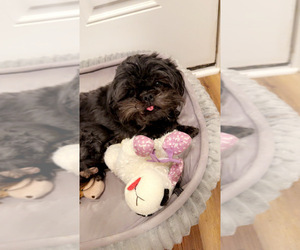 Mother of the Shih Tzu puppies born on 02/01/2026